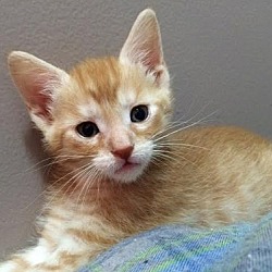 Thumbnail photo of Ac Litter Hunter - Adopted 09.05.16 #2