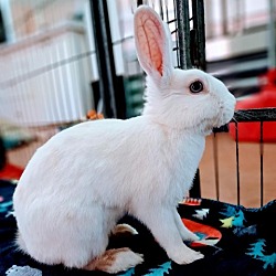 Photo of Alice
