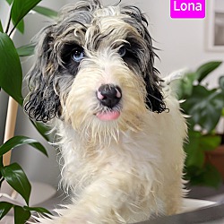 Photo of Lona