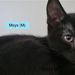 Thumbnail photo of Mays #2