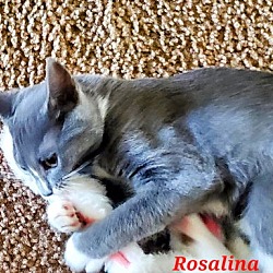 Thumbnail photo of Rosalina Kitten #2