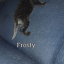 Thumbnail photo of Frosty #1