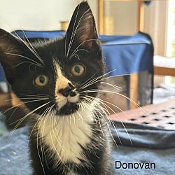 Thumbnail photo of Donovan #1