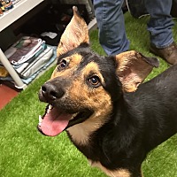 adopt a pet