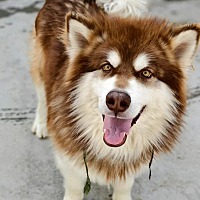 adopt-pet
