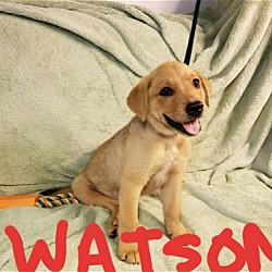 Photo of Watson