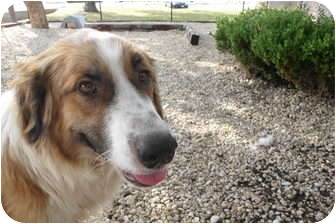 anatolian shepherd st bernard mix