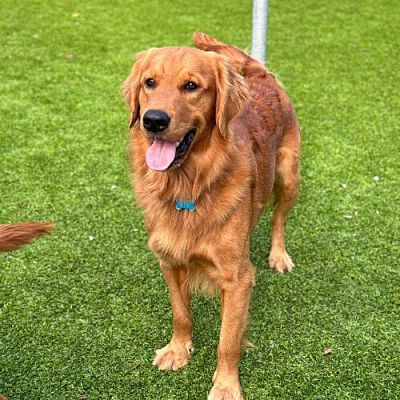 Tampa, FL - Golden Retriever/Golden Retriever. Meet Papa Bear a Pet for ...