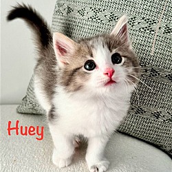 Photo of Huey