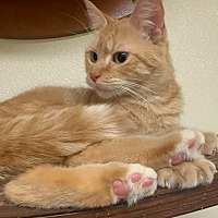 adopt a pet