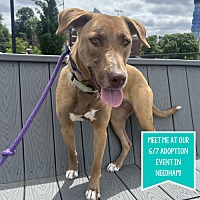 adopt a pet
