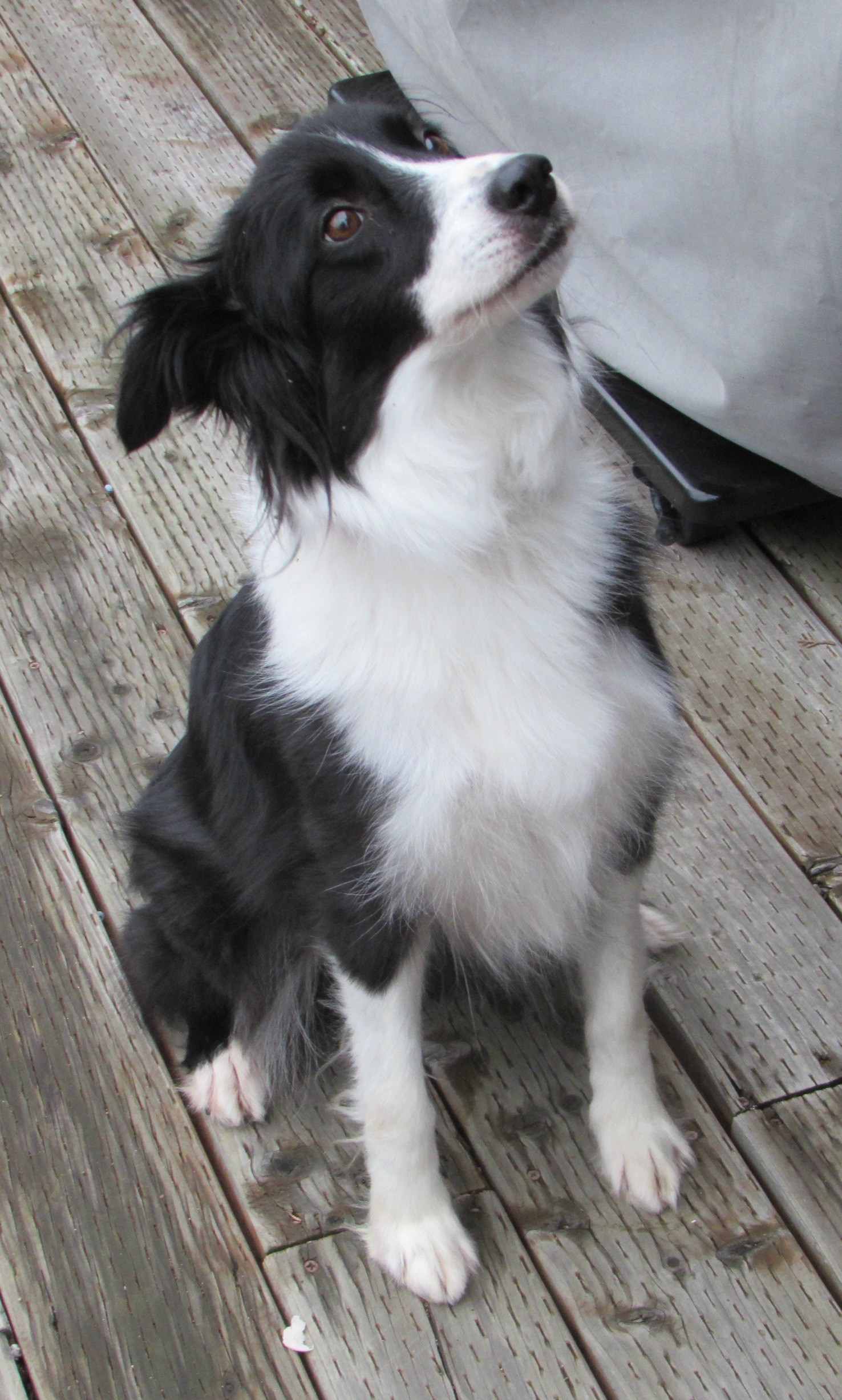 Bend Or Border Collie Meet Nelly A Pet For Adoption