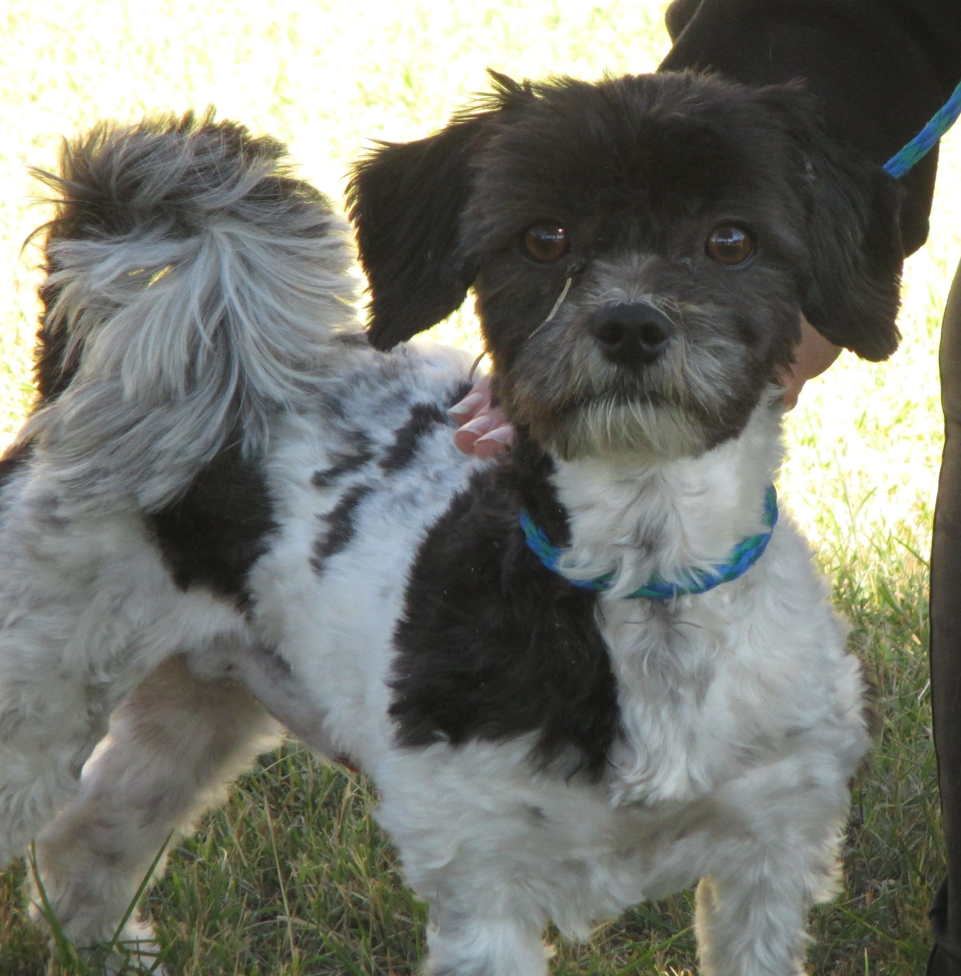 Dalmatian shih tzu mix best sale