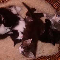 Thumbnail photo of Six Kittens #1