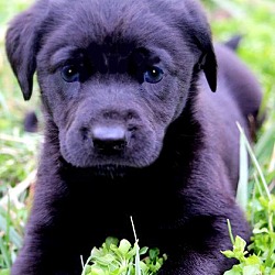 Thumbnail photo of EVAN(THE SWEETEST LAB PUPPY! #2