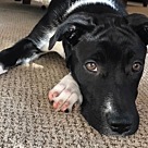 Boxer Puppies - Boxer Rescue and Adoption Near You