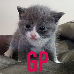 Photo of GP