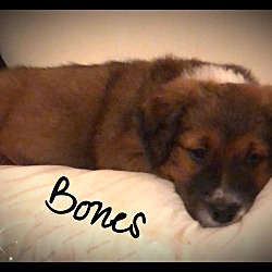 Thumbnail photo of Bones #2