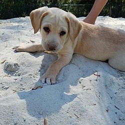 Grand Strand Golden Retriever Rescue In Murrells Inlet South Carolina