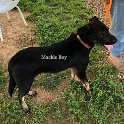 Thumbnail photo of Mackie Boy #2