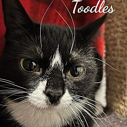 Thumbnail photo of Toodles #3