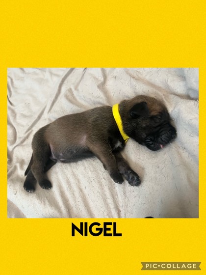Photo of Nigel
