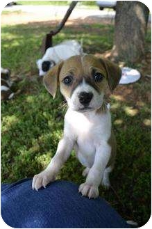 Beagle Mix Puppies! a Pet for Adoption 
