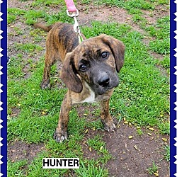 Thumbnail photo of Hunter #2