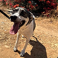 adopt-pet