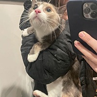 adopt a pet