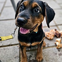 adopt a pet