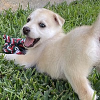 adopt a pet