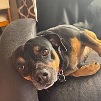 adopt-pet
