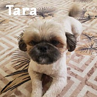 adopt-pet