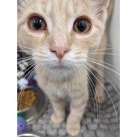 adopt-pet