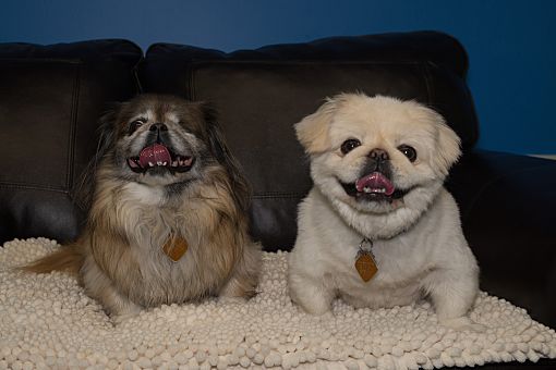 Bonded pair dogs for adoption near me 2025