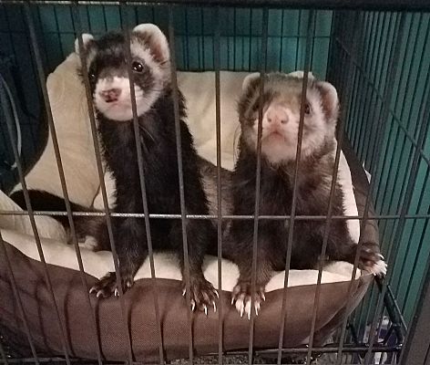 Ferrets for sales sale nj