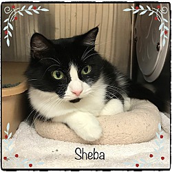 Thumbnail photo of SHEBA (R) #1