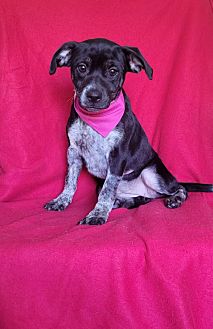 Adopt A Pet Petsmart Charities
