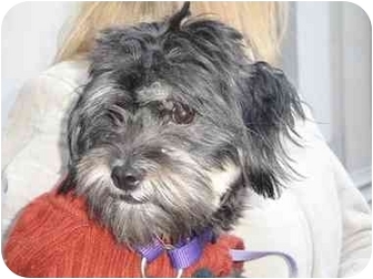 miniature schnauzer havanese mix