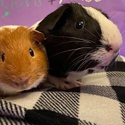 Thumbnail photo of Moo & Clovis #1