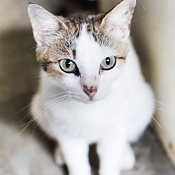 Photo of Plum