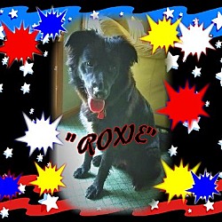 Thumbnail photo of Roxie #2