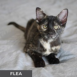 Thumbnail photo of Flea #2