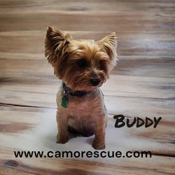 Thumbnail photo of Buddy (Dallas) #4