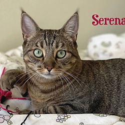 Thumbnail photo of Serena #3