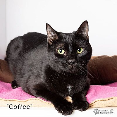 Maryville, TN - Domestic Shorthair. Meet Coffee a Pet for Adoption ...