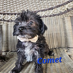 Thumbnail photo of Comet #1