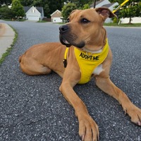 adopt a pet