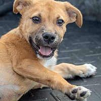 adopt a pet